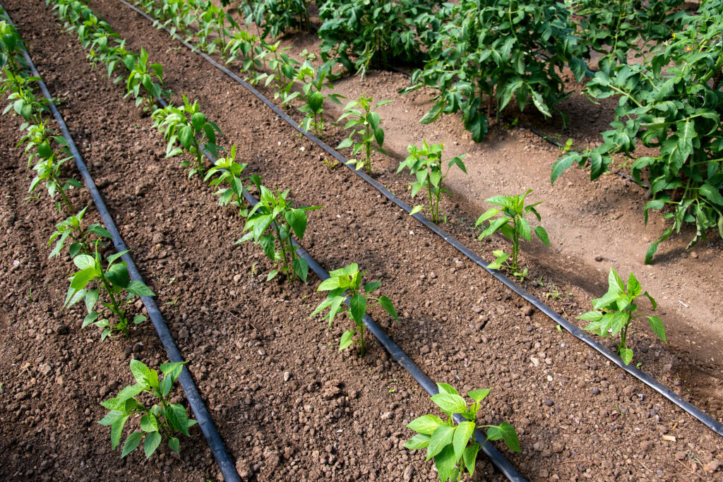 Plants growing with a drip irrigation system
