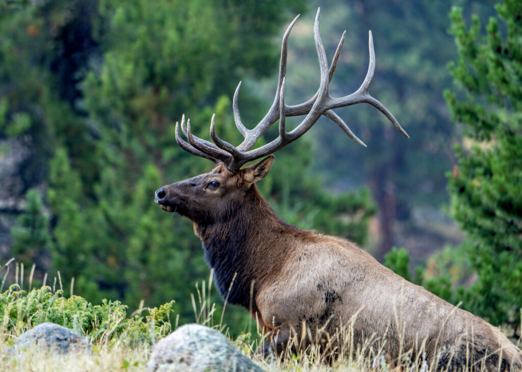The Idaho Sportsman Show 2024 will have seminars on elk calling, turkey hunting, and more.