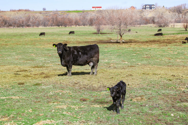 Homedale Cattle Ranch cow with new calf