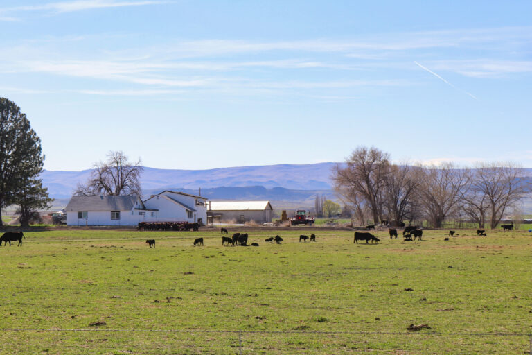 Homedale Alfalfa Farm Home and Pasture from East