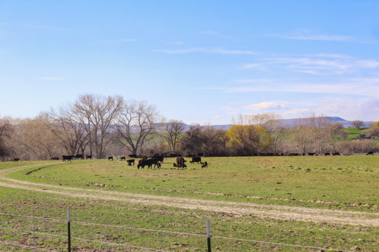 Homedale Alfalfa Farm Home and Pasture