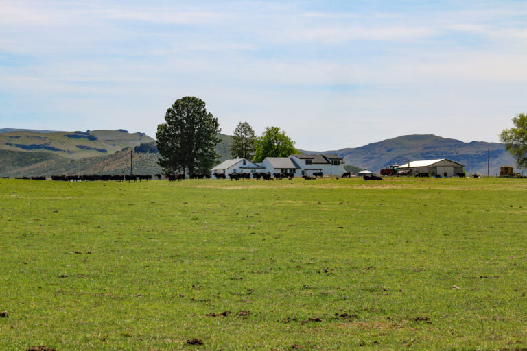4173 Sage Road Homedale Idaho - Hiome with pasture and cattle