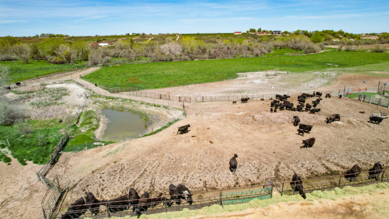 Homedale Cattle Ranch pond
