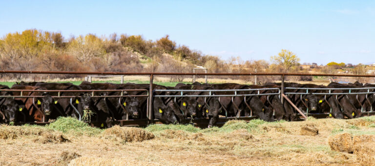 Homedale Cattle Ranch - cattle at feedbunk