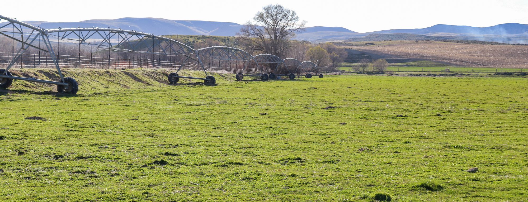 Adrian Cattle Ranch Pivot