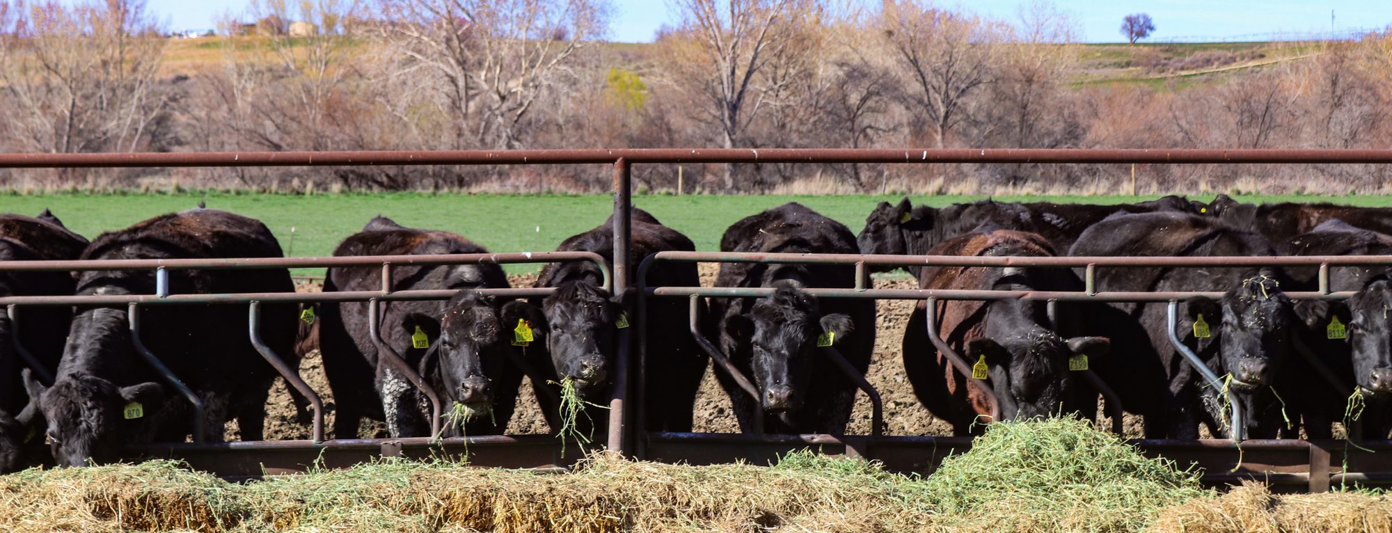 Cattle at Homedale Cattle Ranch