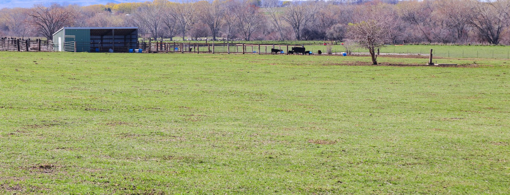 pasture and livestock shelter