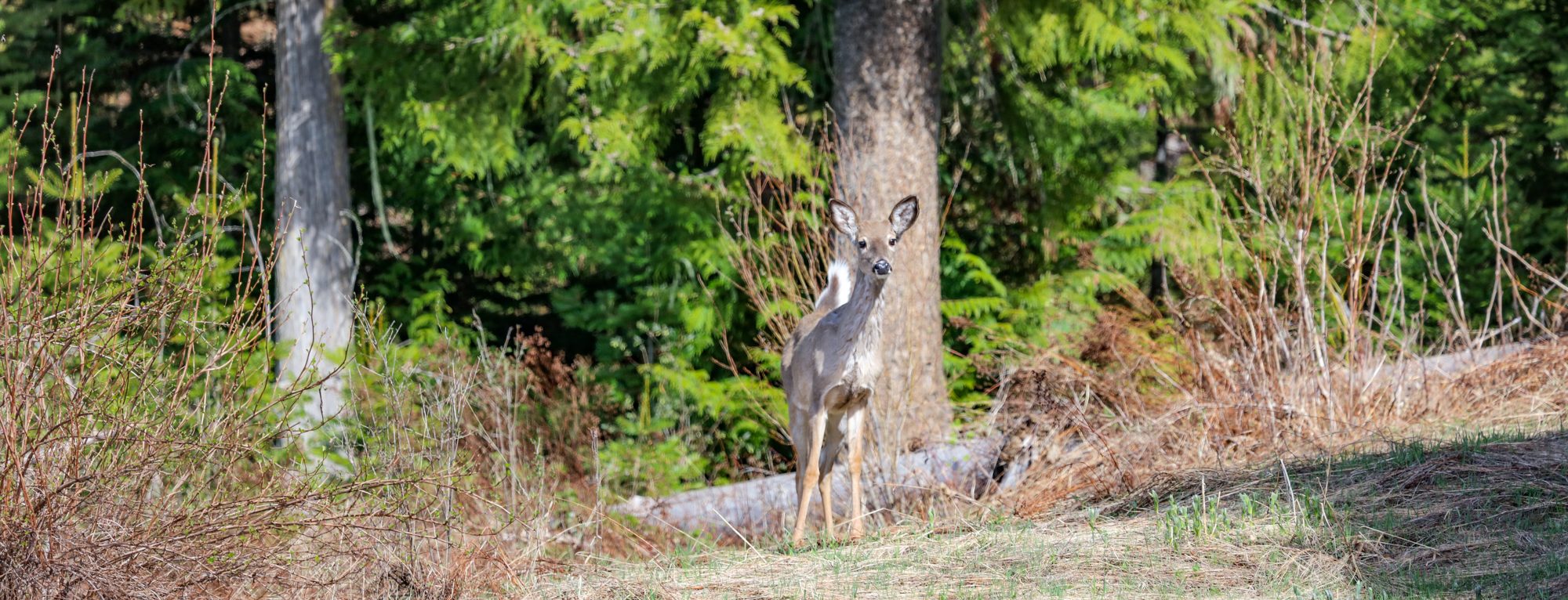 Deer at Lolo Creek Ranch