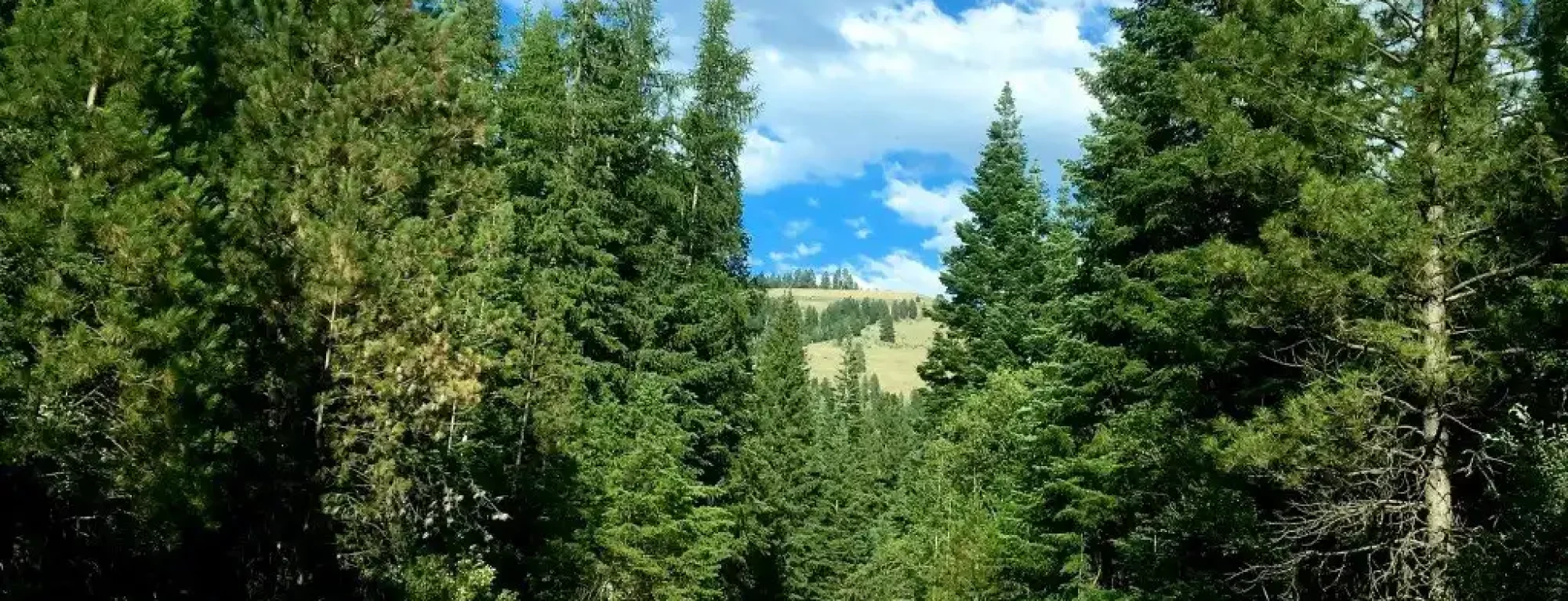 lostine-river-timber-tract-for-sale-wallowa-county-oregon3