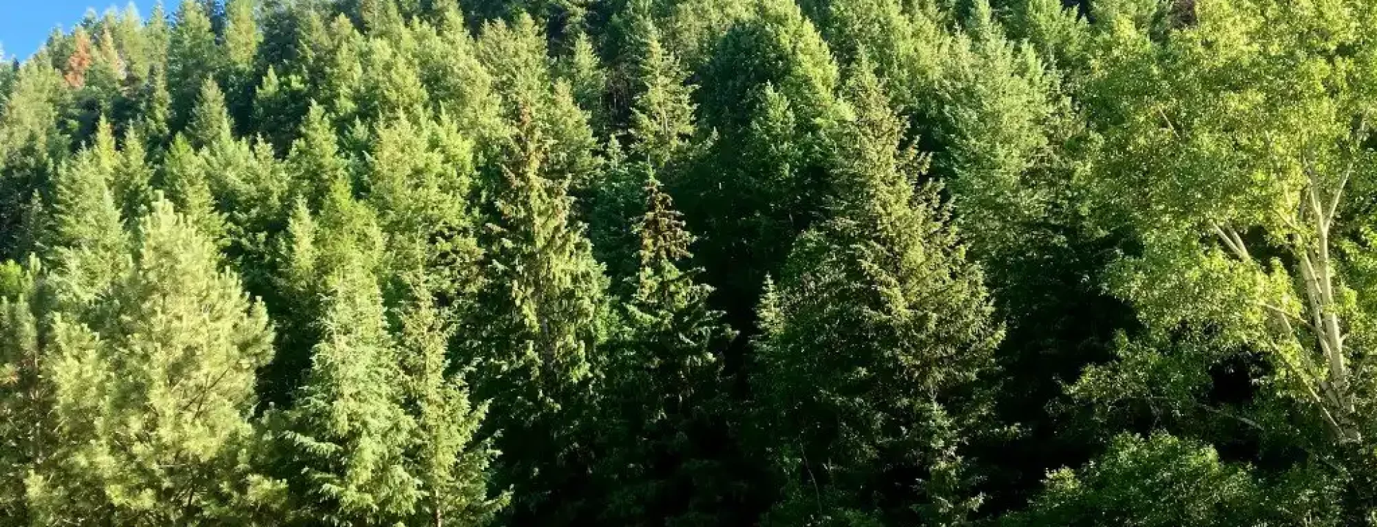 lostine-river-timber-tract-for-sale-wallowa-county-oregon5